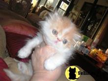 persian kitten posted by Vivalia