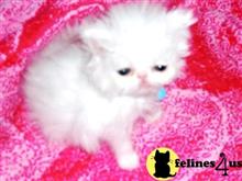 persian kitten posted by Vivalia