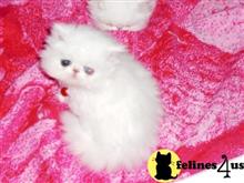 persian kitten posted by Vivalia