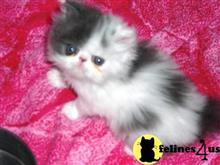 persian kitten posted by Vivalia