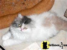 persian kitten posted by Vivalia