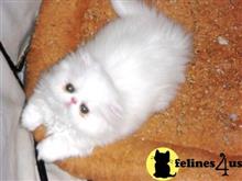 persian kitten posted by Vivalia