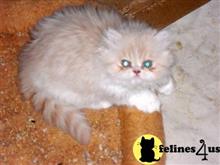 persian kitten posted by Vivalia