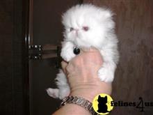 persian kitten posted by Vivalia