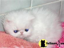 persian kitten posted by Vivalia