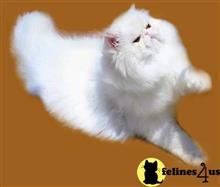 persian cat posted by Vivalia