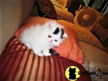 persian kitten posted by Vivalia
