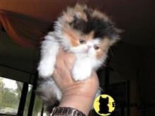 persian kitten posted by Vivalia