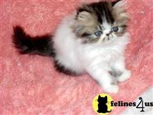 persian kitten posted by Vivalia