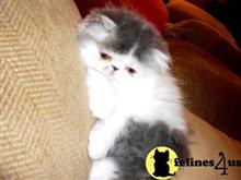 persian kitten posted by Vivalia