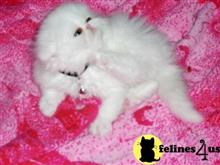 persian kitten posted by Vivalia