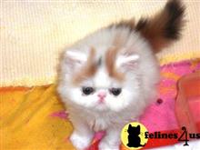 persian kitten posted by Vivalia