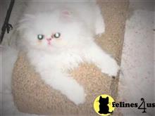 persian kitten posted by Vivalia