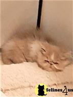 persian kitten posted by Vivalia