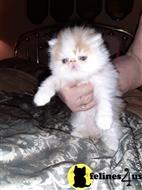 persian kitten posted by Vivalia