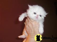 persian kitten posted by Vivalia
