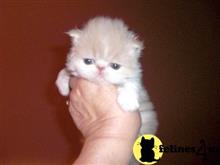 persian kitten posted by Vivalia