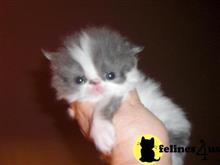 persian kitten posted by Vivalia