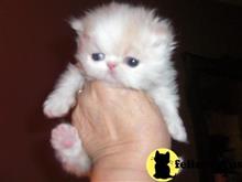 persian kitten posted by Vivalia