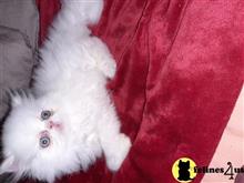 persian kitten posted by Vivalia