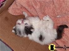 persian kitten posted by Vivalia