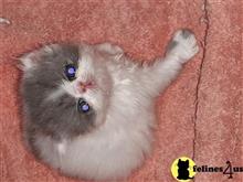 persian kitten posted by Vivalia