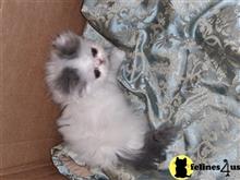 persian kitten posted by Vivalia