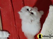 persian kitten posted by Vivalia