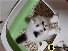 persian kitten posted by Vivalia