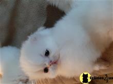 persian kitten posted by Vivalia