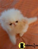 persian kitten posted by Vivalia