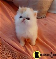 persian kitten posted by Vivalia
