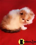 persian kitten posted by Vivalia