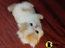 persian kitten posted by Vivalia