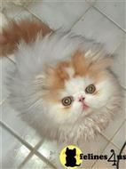 persian kitten posted by Vivalia