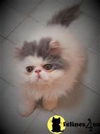 persian kitten posted by Vivalia