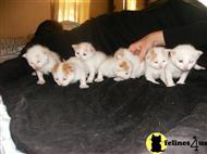 turkish van kitten posted by dragon8819