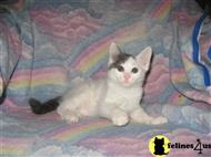 turkish van kitten posted by dragon8819