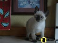 siamese kitten posted by Nancy Christie