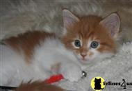 maine coon kitten posted by operacoons