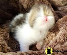 exotic shorthair kitten posted by ziakatz