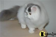persian cat posted by mystickatz