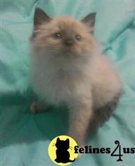 ragdoll kitten posted by krystalbluerags