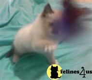 ragdoll kitten posted by krystalbluerags