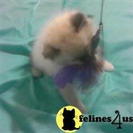 ragdoll kitten posted by krystalbluerags