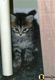siberian kitten posted by siberians@inspurrations.com