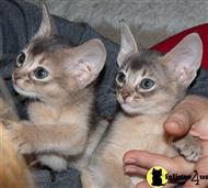 abyssinian kitten posted by elisabeth
