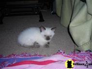 munchkin kitten posted by ozzie428