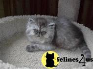 persian kitten posted by spicehill