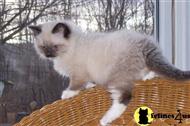 ragdoll kitten posted by giggles